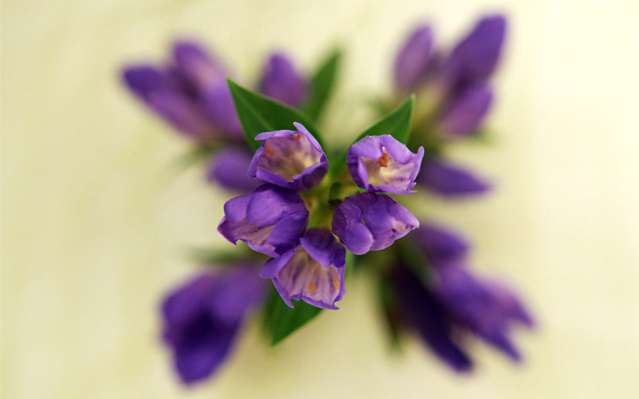 Květ Tapety na plochu výběr (1) #21 - 1280x800