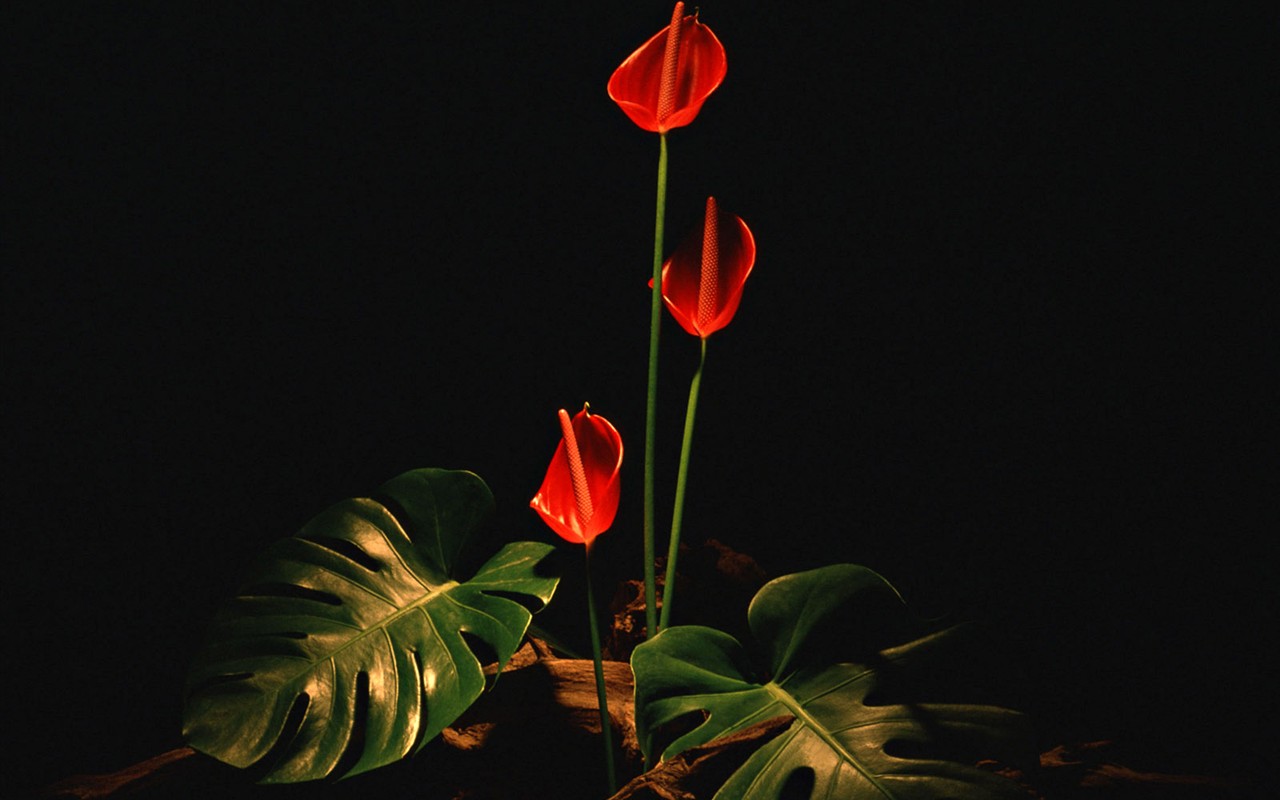 Květ Tapety na plochu výběr (1) #22 - 1280x800