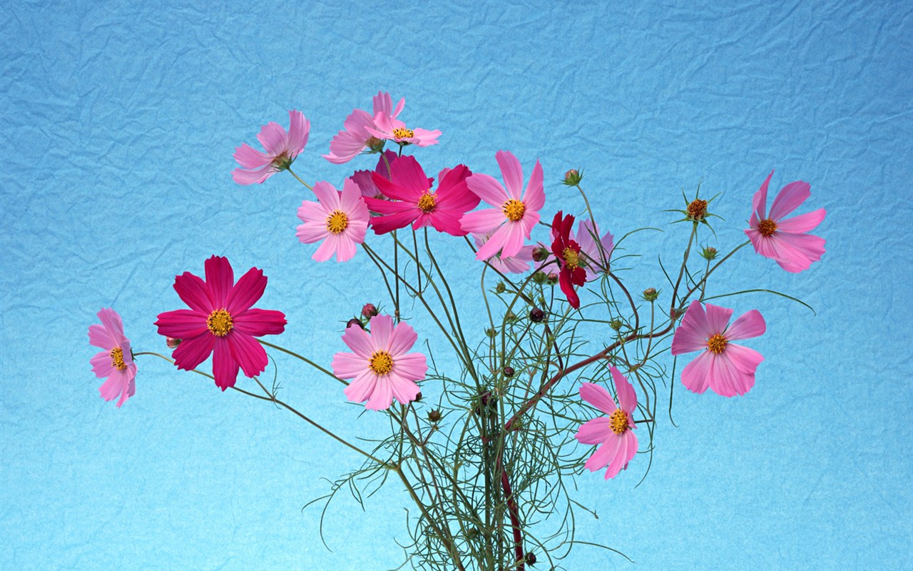 Flower Hintergrundbilder Selection (1) #24 - 1280x800