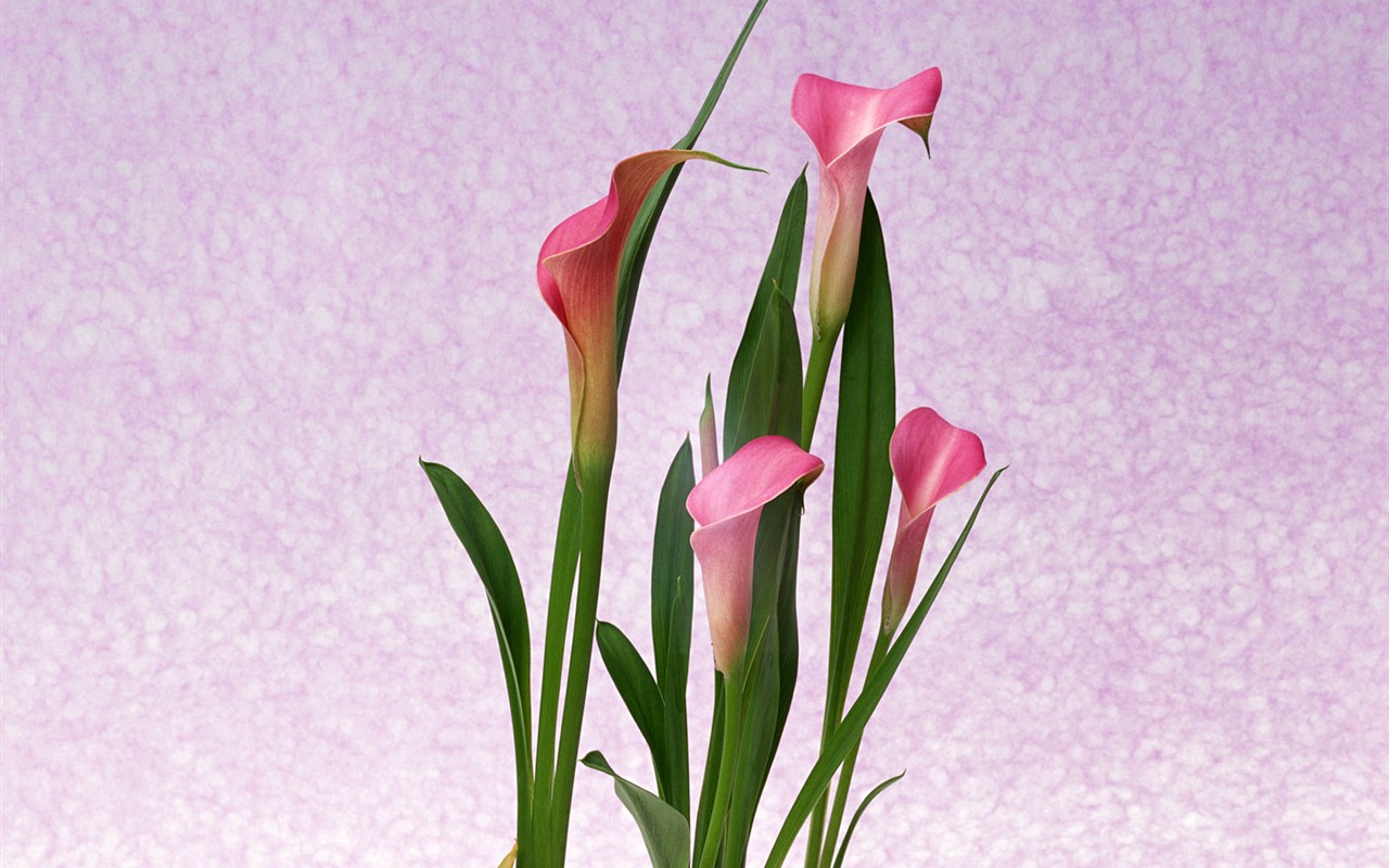 Květ Tapety na plochu výběr (1) #26 - 1280x800