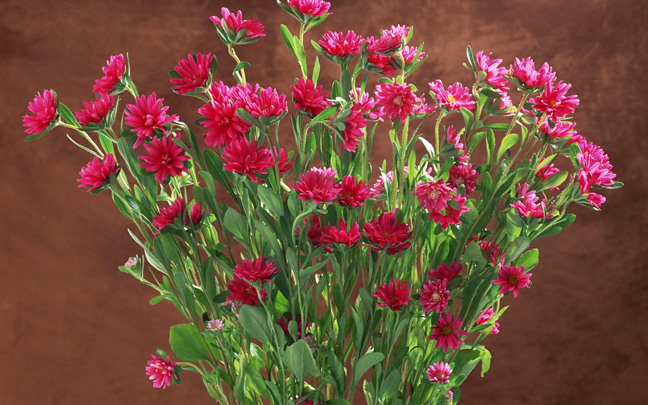 Květ Tapety na plochu výběr (1) #31 - 1280x800