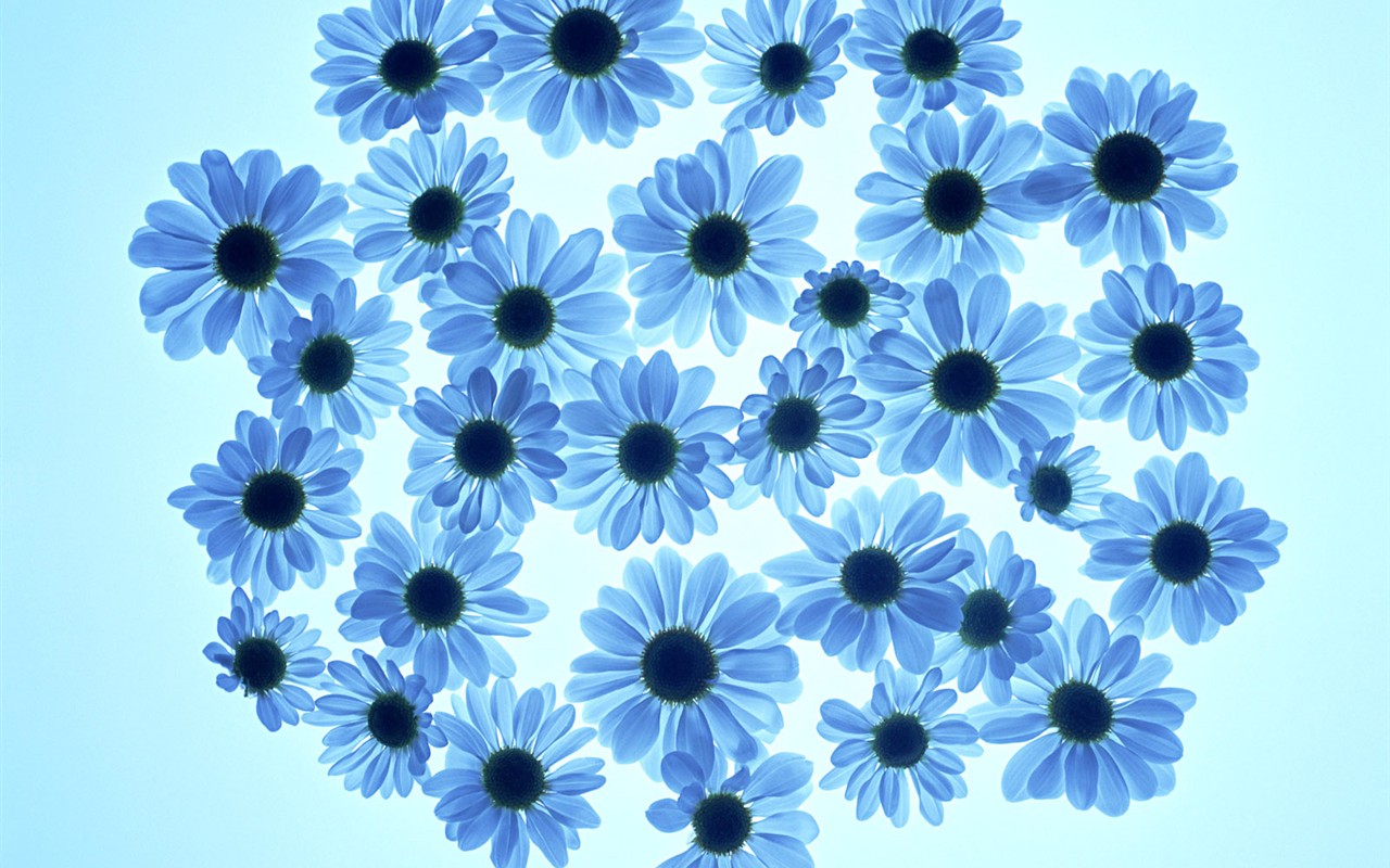 Flower Hintergrundbilder Selection (1) #35 - 1280x800