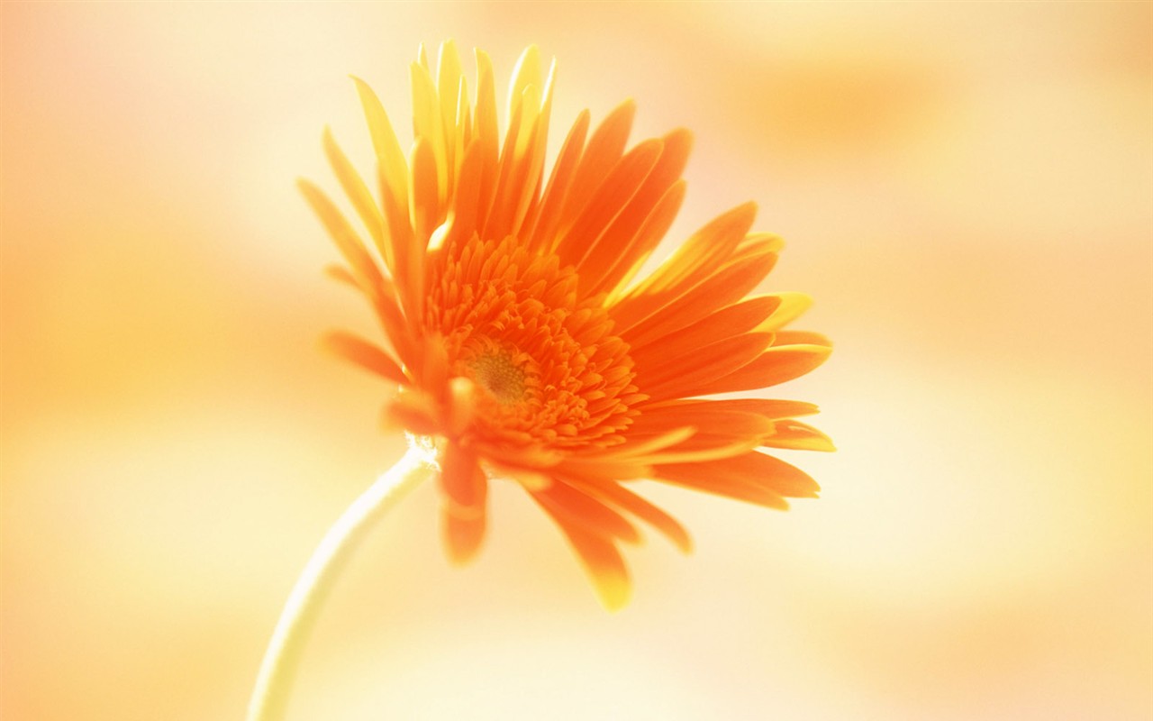 Květ Tapety na plochu výběr (1) #36 - 1280x800