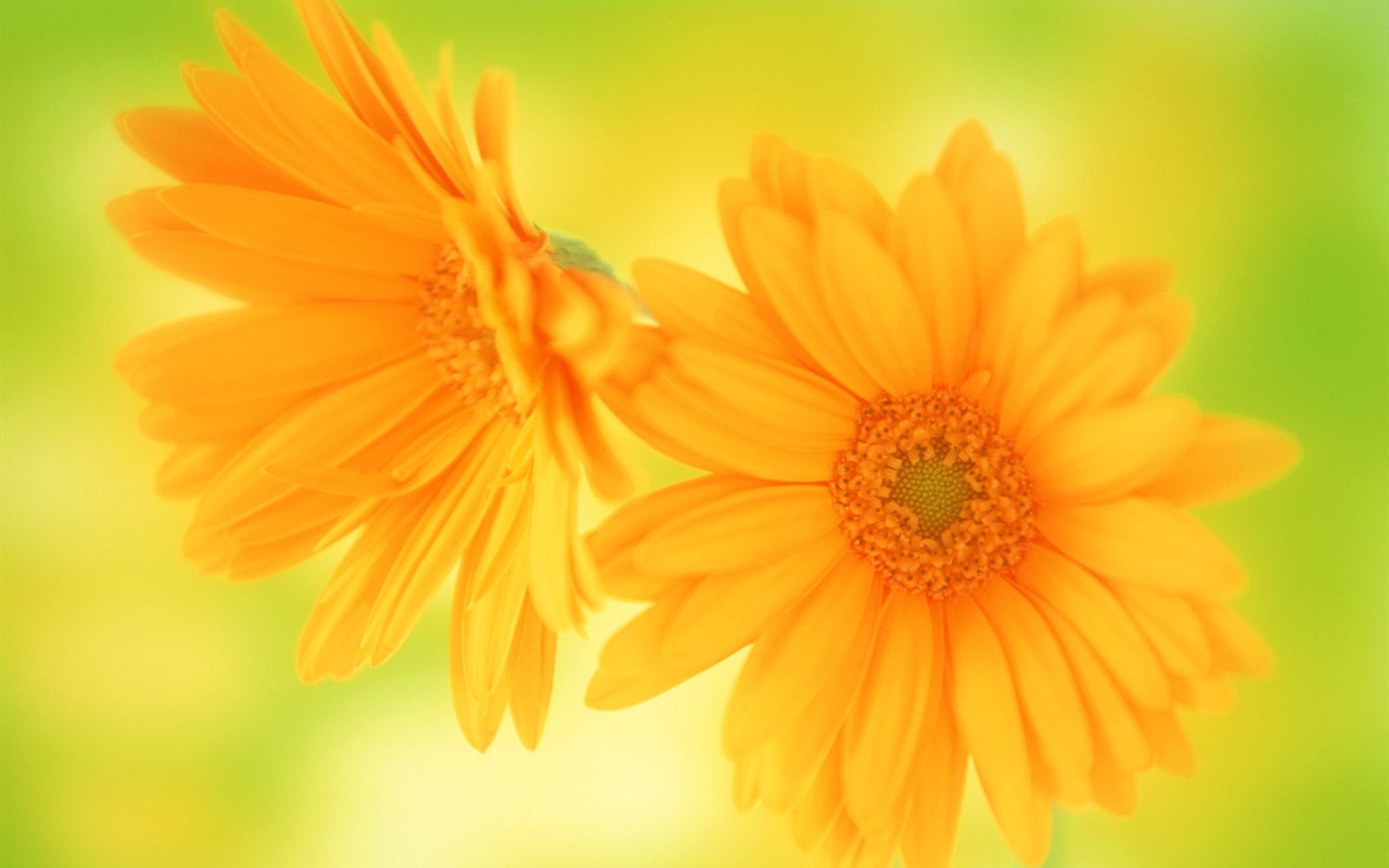 Květ Tapety na plochu výběr (1) #37 - 1280x800