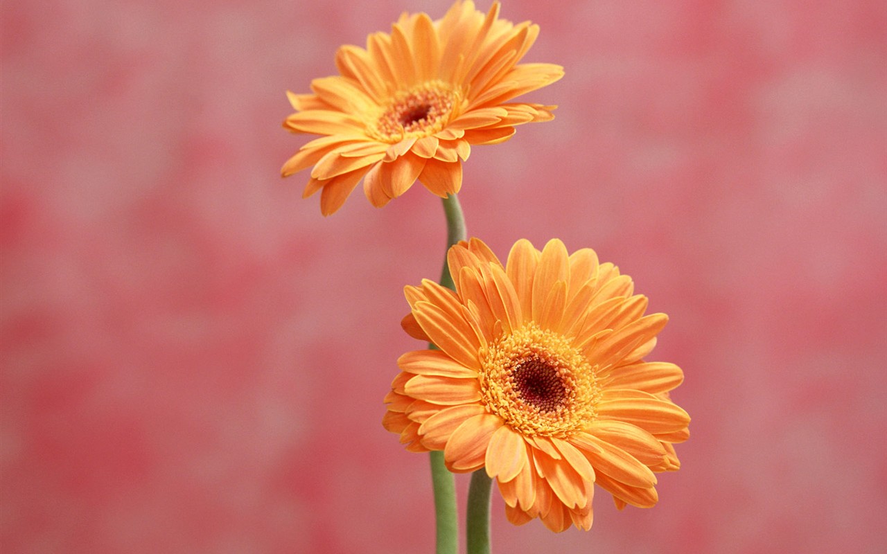 Flower Hintergrundbilder Selection (1) #38 - 1280x800