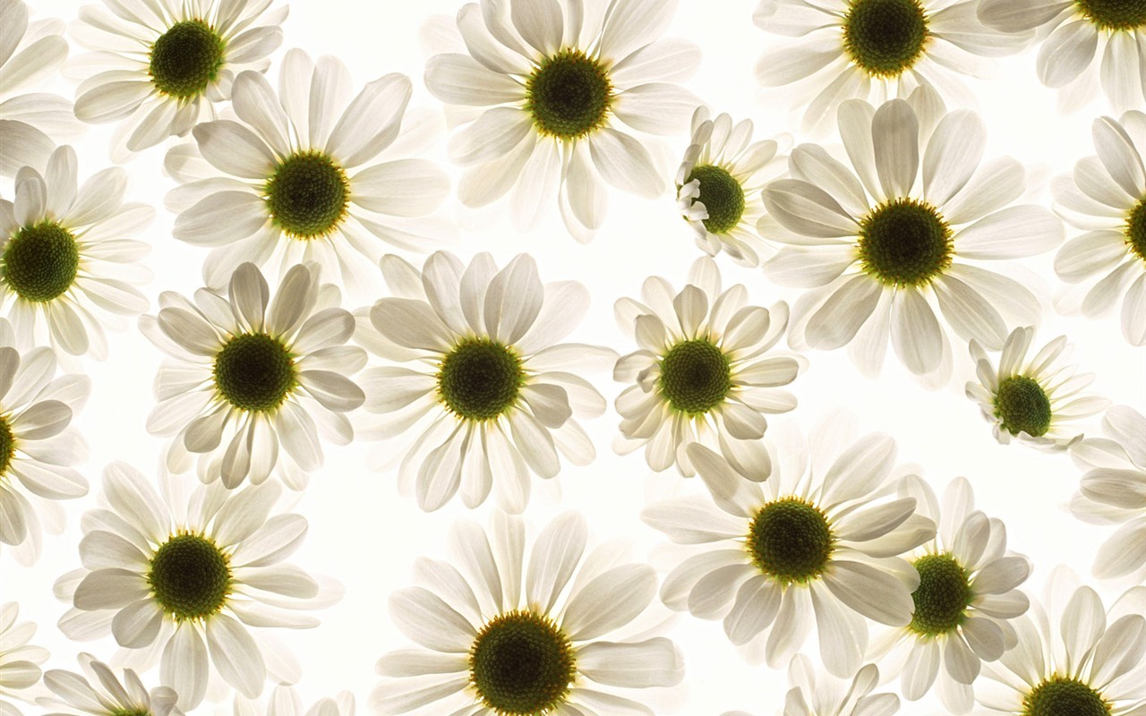 Flower Hintergrundbilder Selection (1) #40 - 1280x800