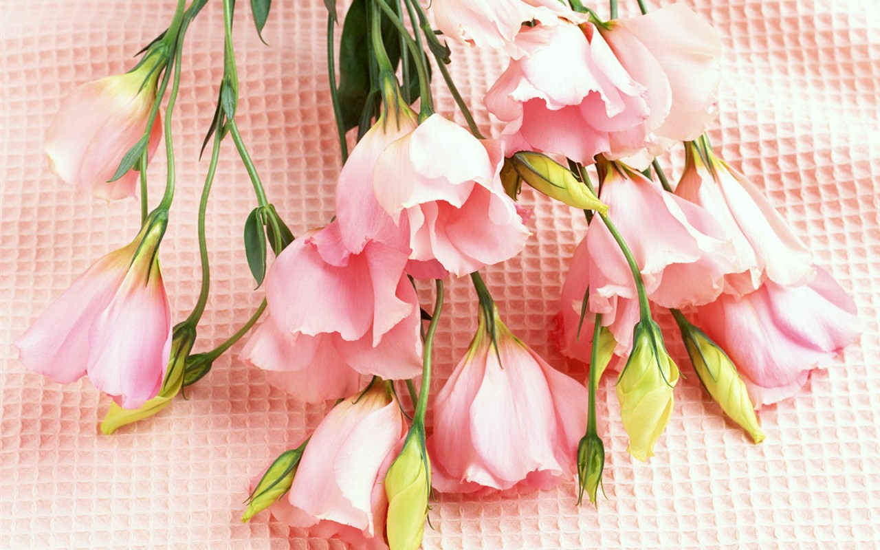 Flower Hintergrundbilder Selection (2) #1 - 1280x800