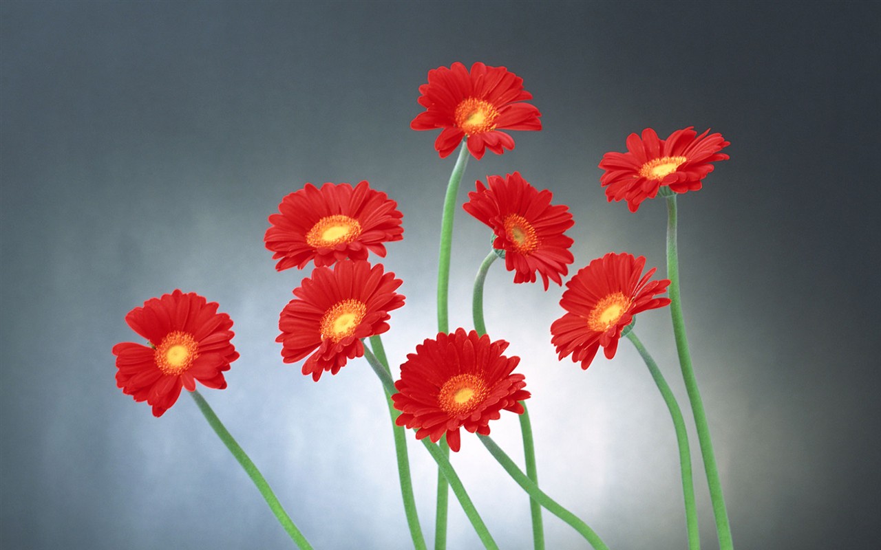 Flower Hintergrundbilder Selection (2) #10 - 1280x800