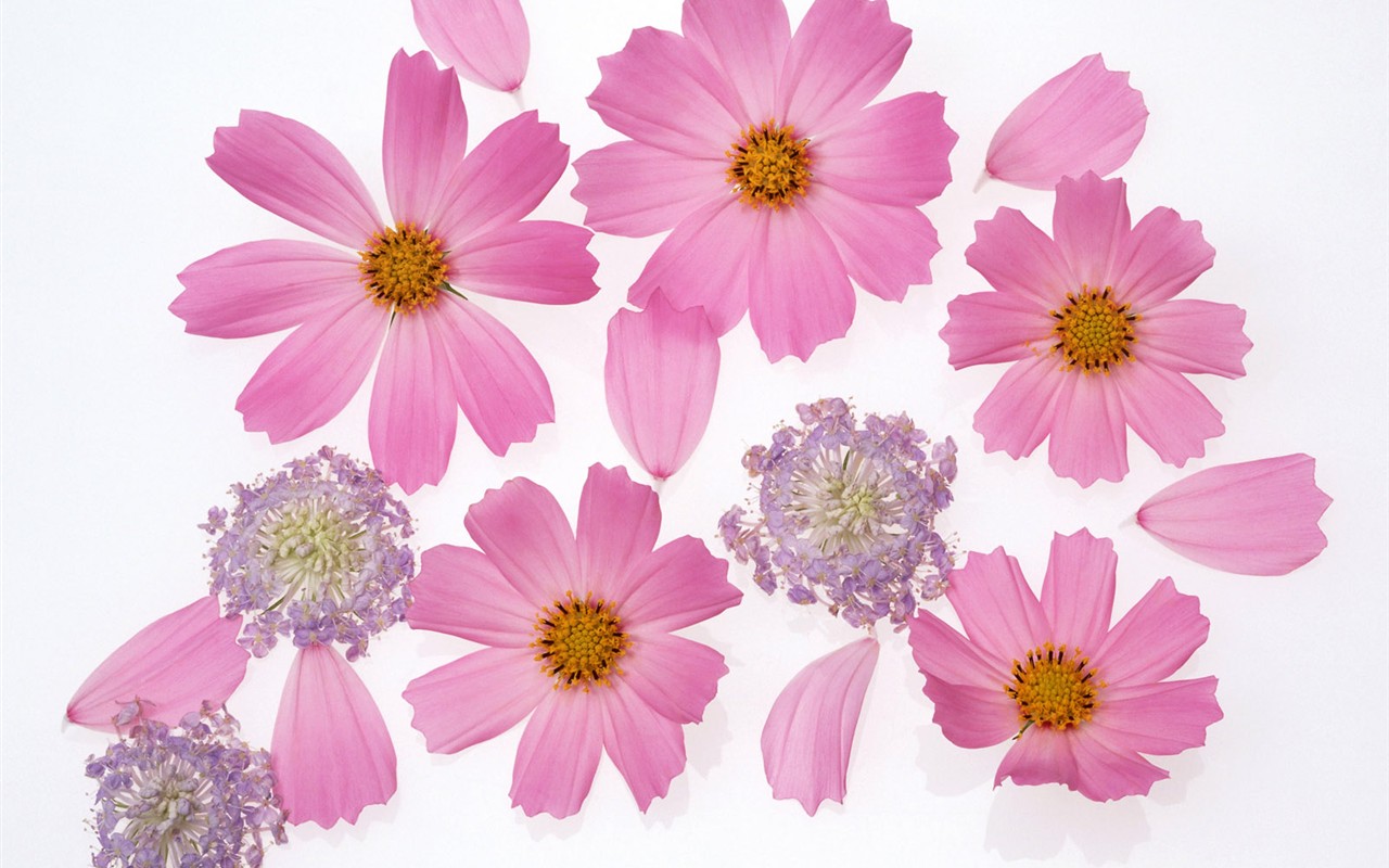 Flower Hintergrundbilder Selection (2) #11 - 1280x800