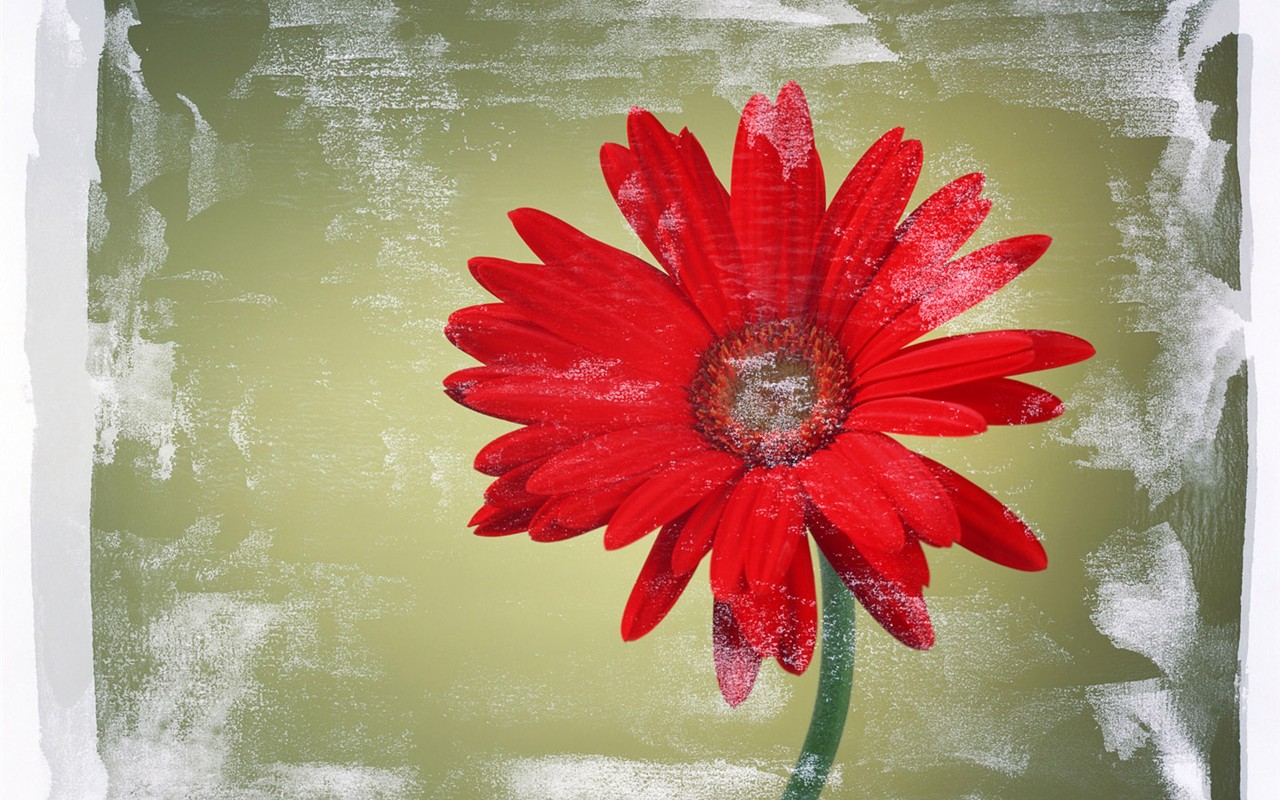 Flower Hintergrundbilder Selection (2) #13 - 1280x800