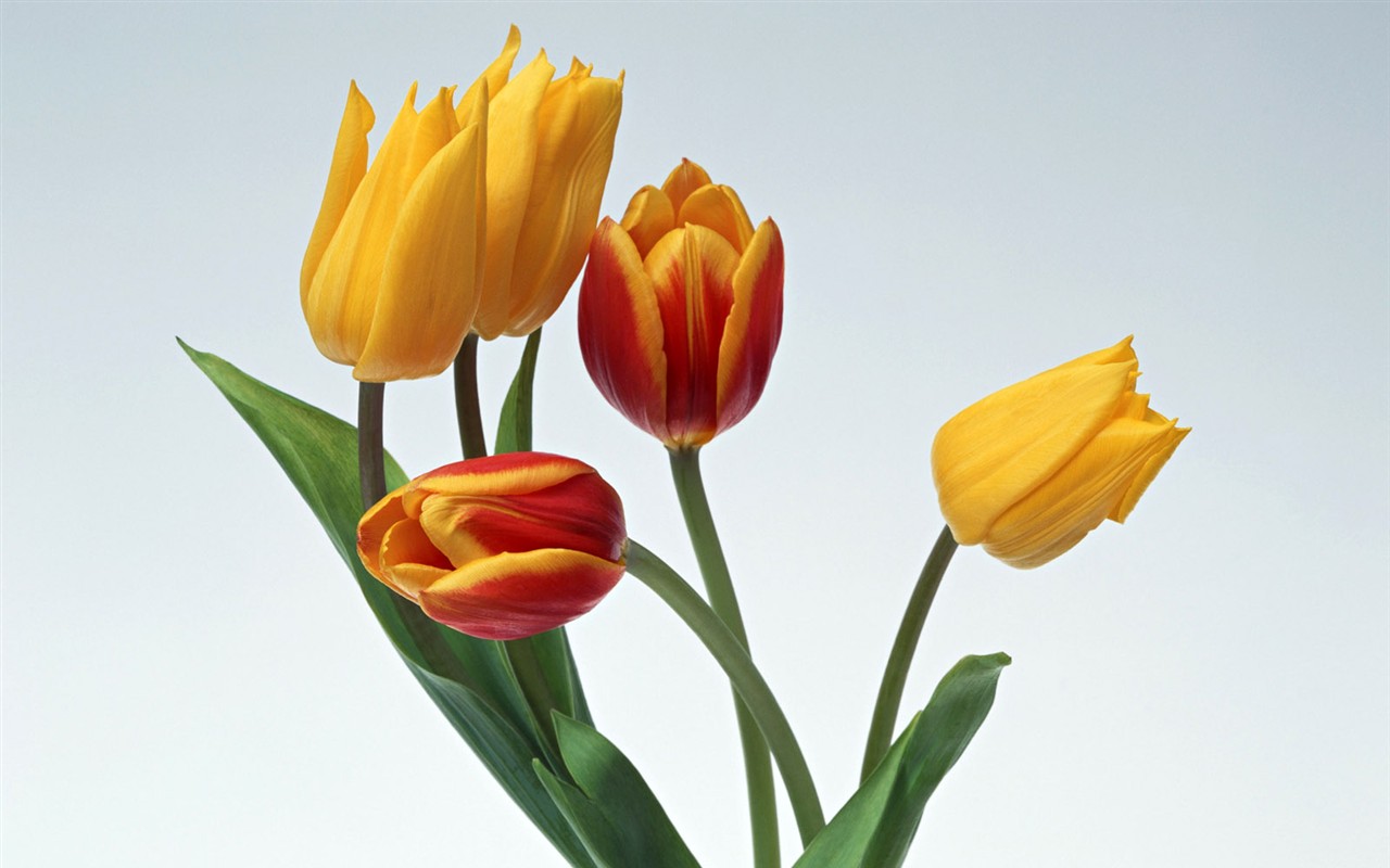 Květ Tapety na plochu výběr (2) #32 - 1280x800