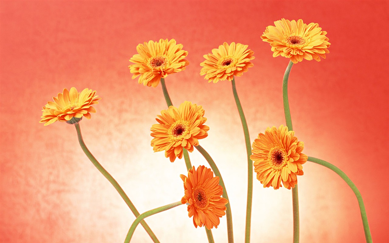 Flower Desktop Wallpaper Selection (2) #33 - 1280x800