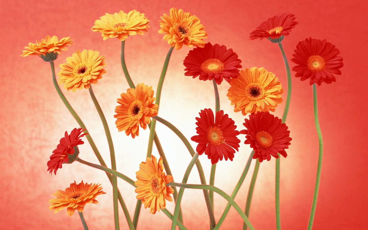 Květ Tapety na plochu výběr (2) #34 - 1280x800