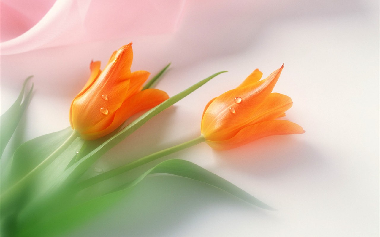 Květ Tapety na plochu výběr (2) #39 - 1280x800