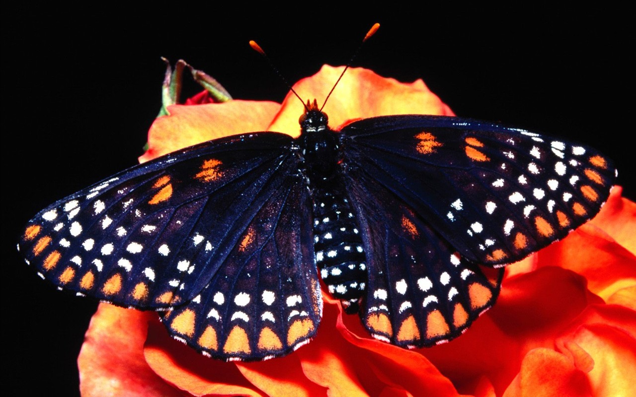 Fondo de pantalla de fotos de Mariposas (2) #3 - 1280x800