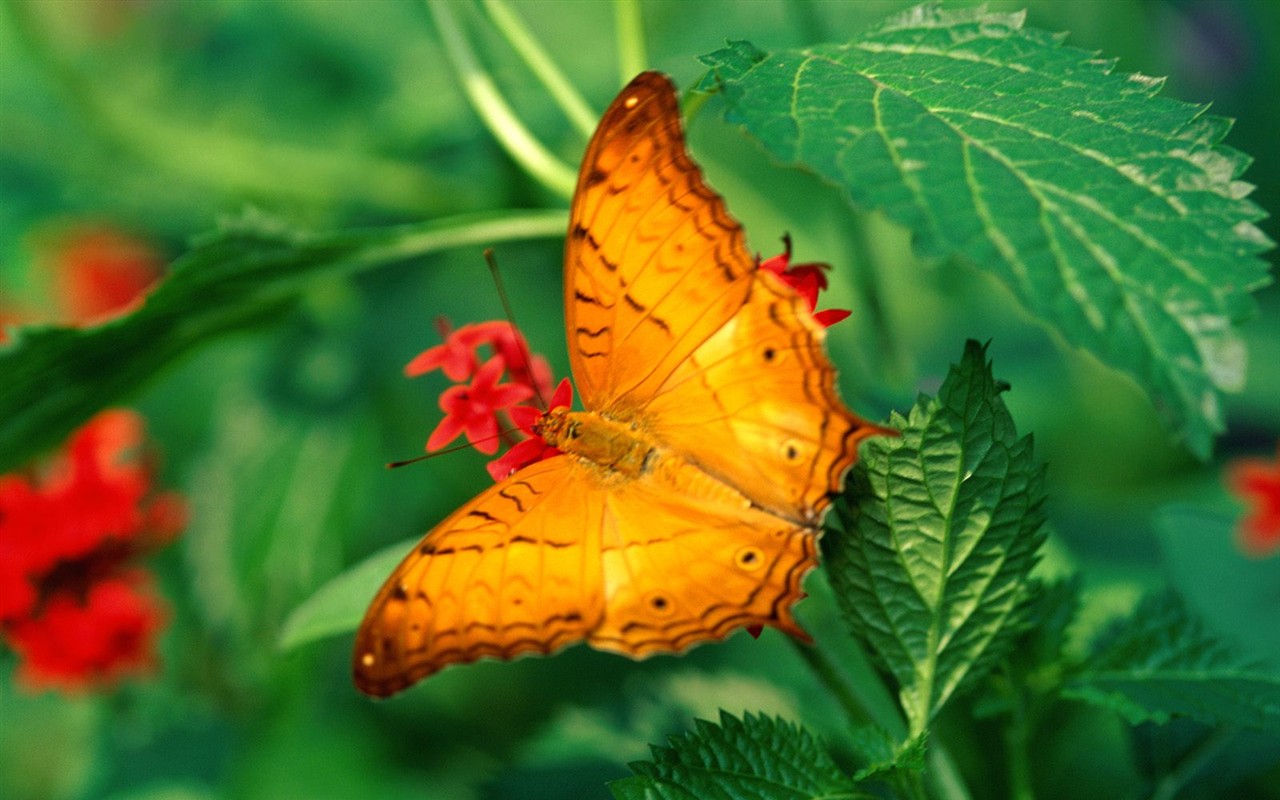 Butterfly Foto tapety (2) #19 - 1280x800