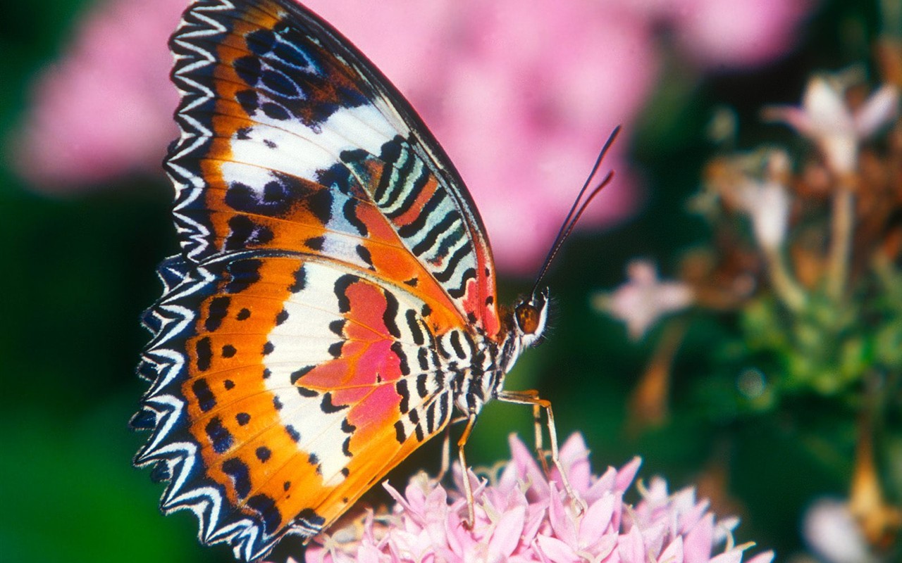 Fondo de pantalla de fotos de mariposas (1) #1 - 1280x800
