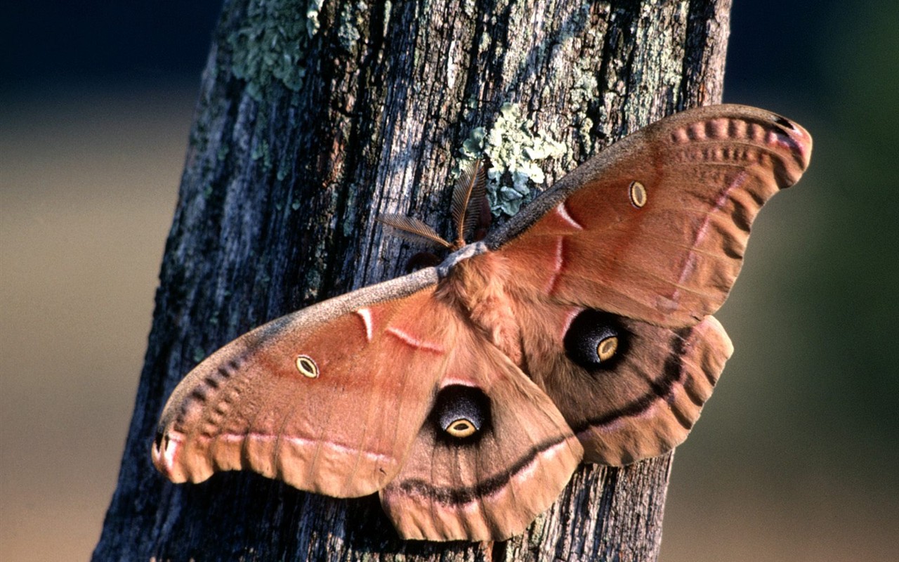 Butterfly Foto tapety (1) #2 - 1280x800