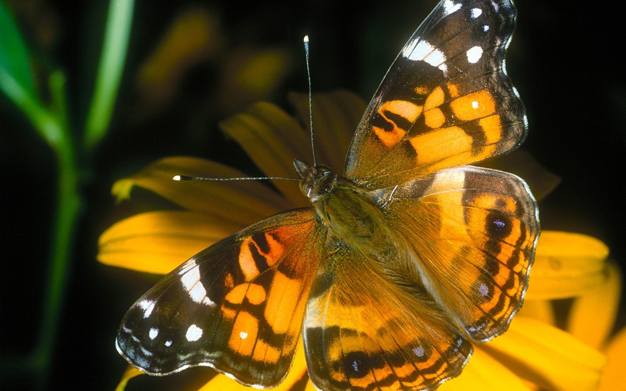 Butterfly Foto tapety (1) #4 - 1280x800