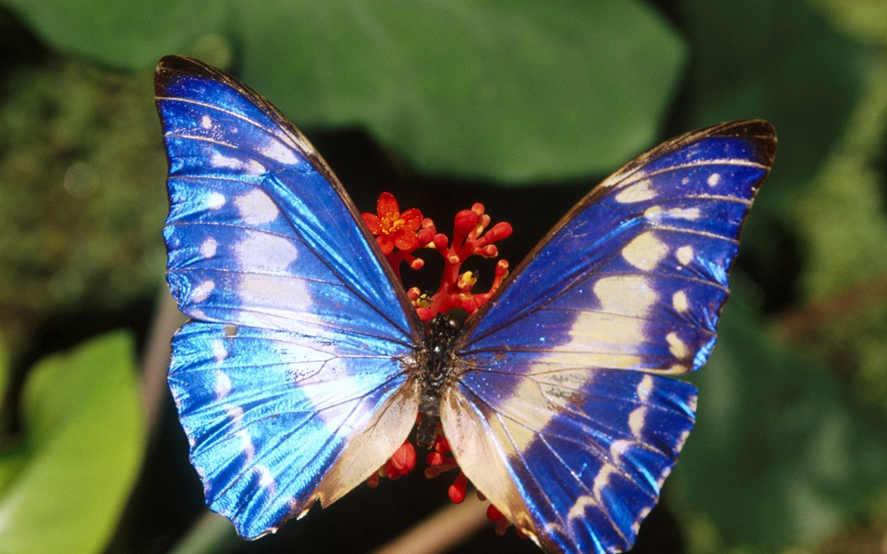 Fondo de pantalla de fotos de mariposas (1) #8 - 1280x800