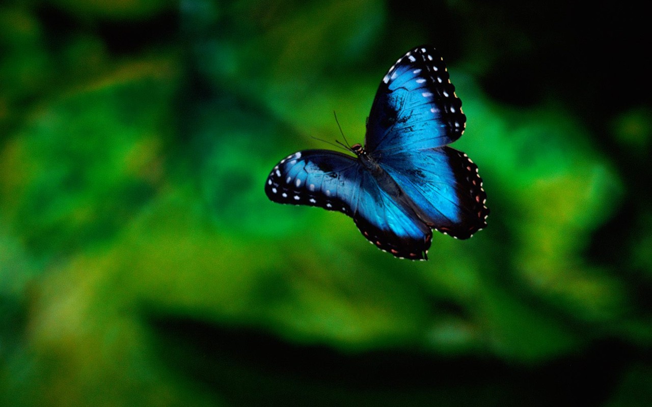 Butterfly Foto tapety (1) #9 - 1280x800