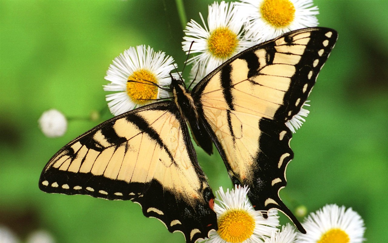 Fondo de pantalla de fotos de mariposas (1) #11 - 1280x800