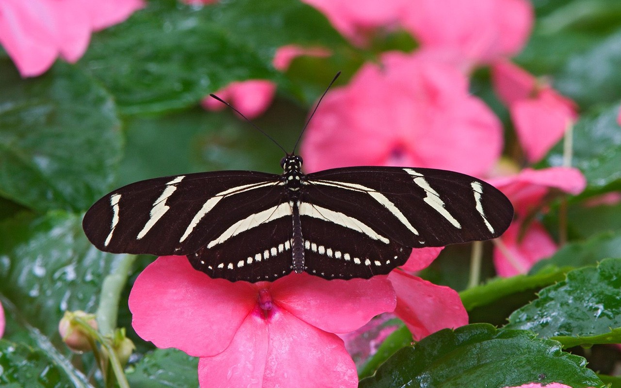 Fondo de pantalla de fotos de mariposas (1) #12 - 1280x800