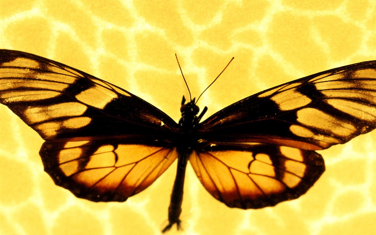 Butterfly Photo Wallpaper (1) #13 - 1280x800