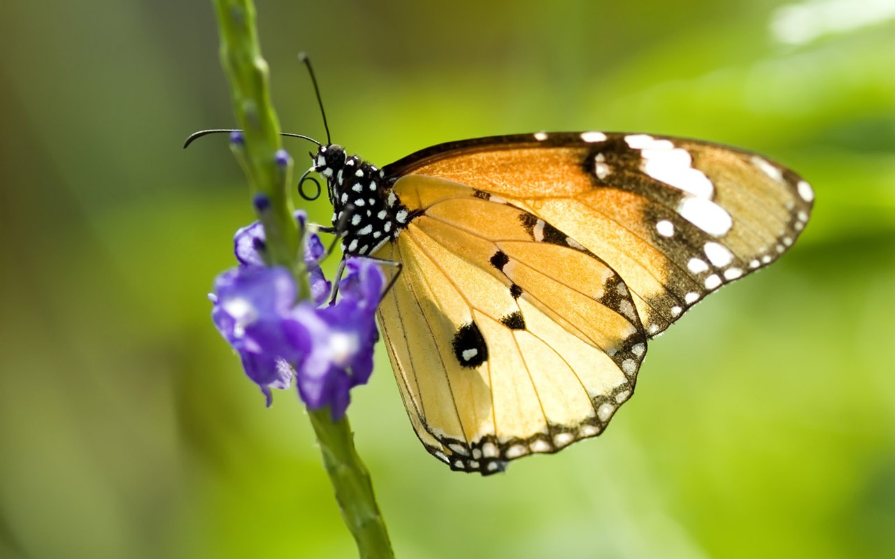 Fondo de pantalla de fotos de mariposas (1) #17 - 1280x800