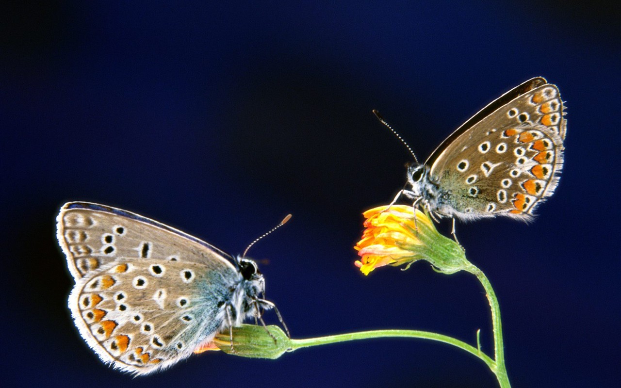 Fondo de pantalla de fotos de mariposas (1) #20 - 1280x800