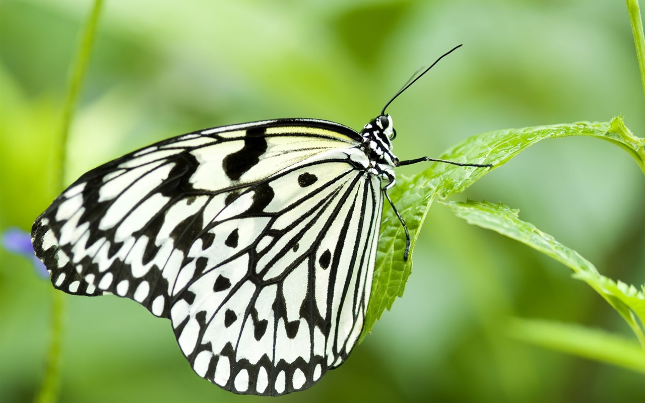 Butterfly Photo Wallpaper (3) #1 - 1280x800