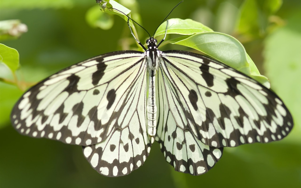 Butterfly Photo Wallpaper (3) #6 - 1280x800