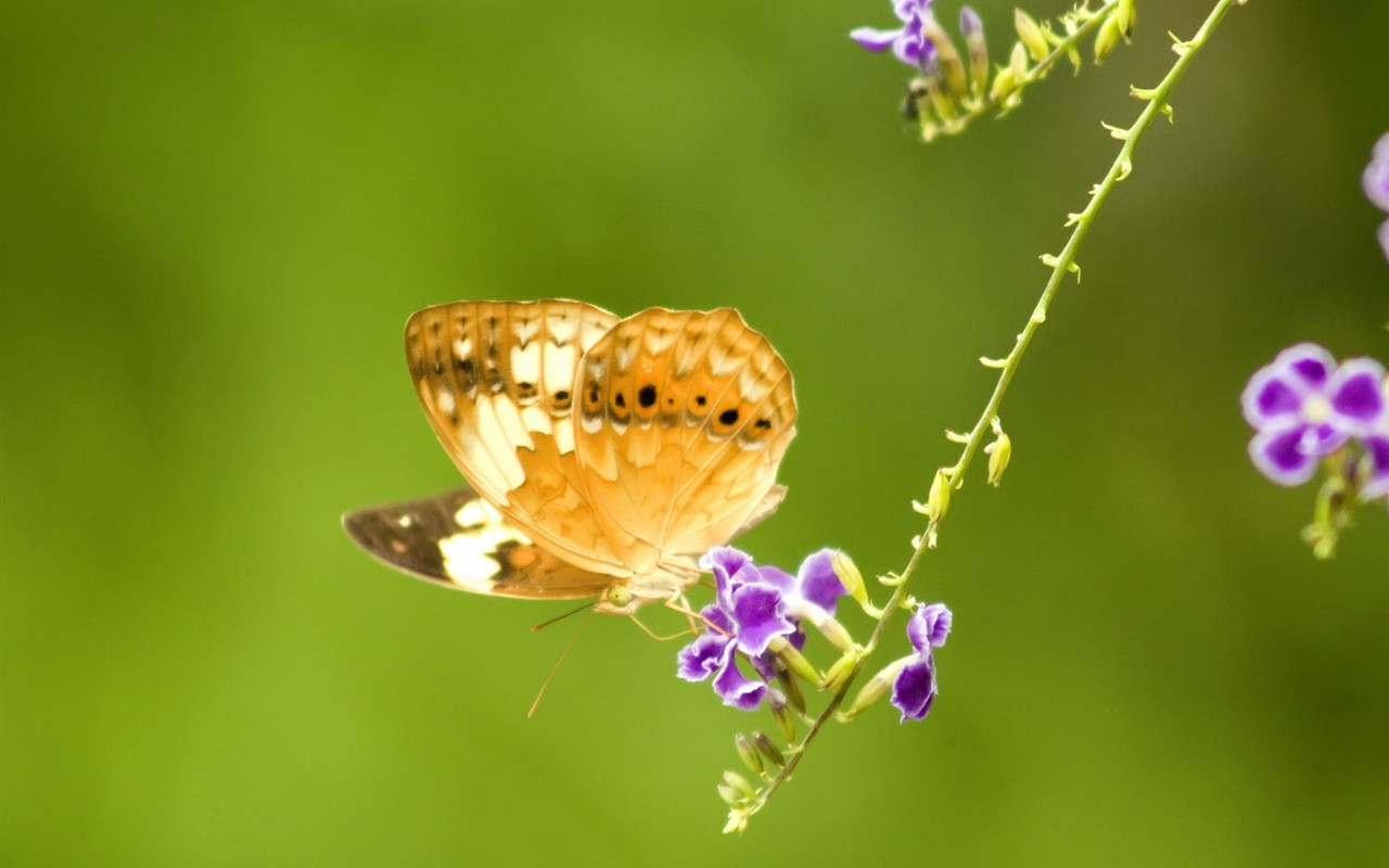 Butterfly Photo Wallpaper (3) #8 - 1280x800