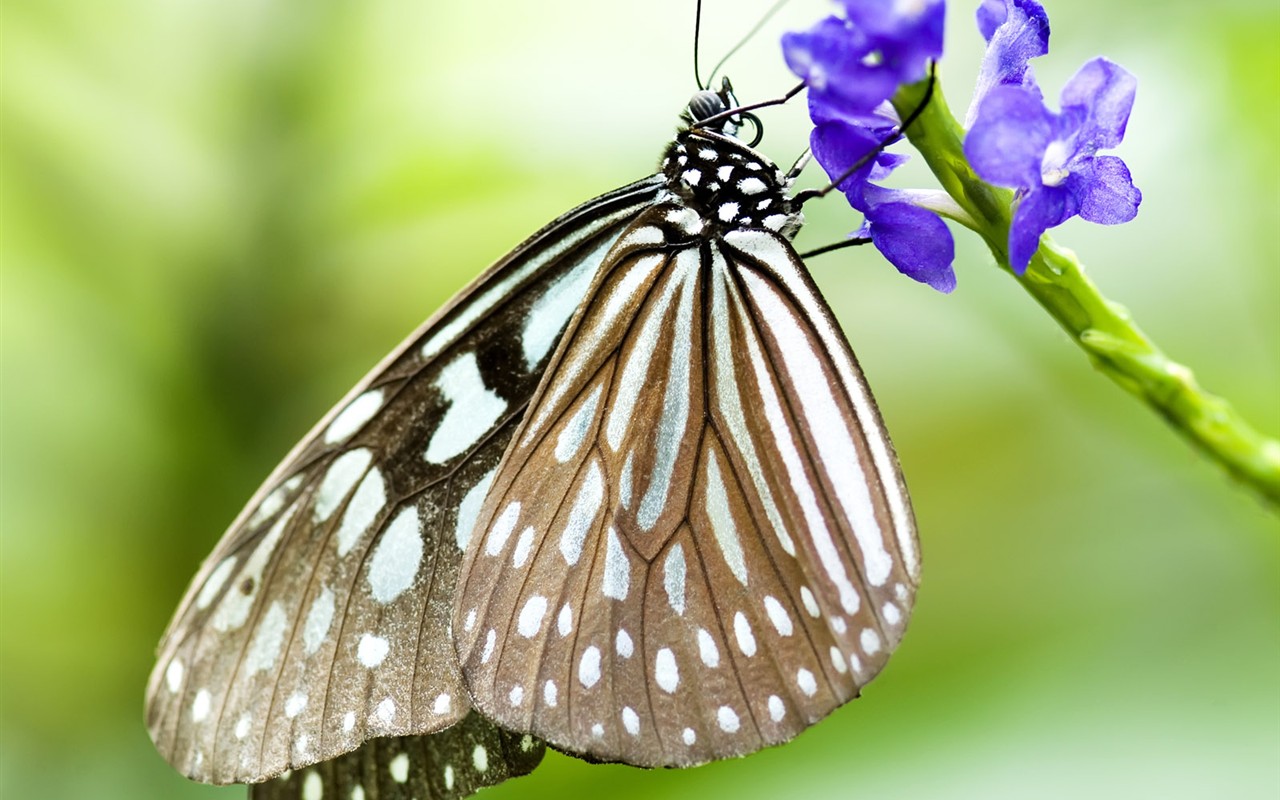 Fondo de pantalla de fotos de mariposas (3) #13 - 1280x800