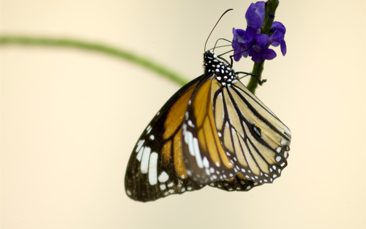 Butterfly Photo Wallpaper (3) #17 - 1280x800