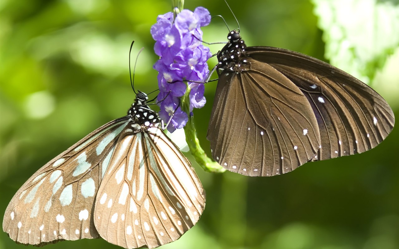 Fondo de pantalla de fotos de mariposas (3) #26 - 1280x800