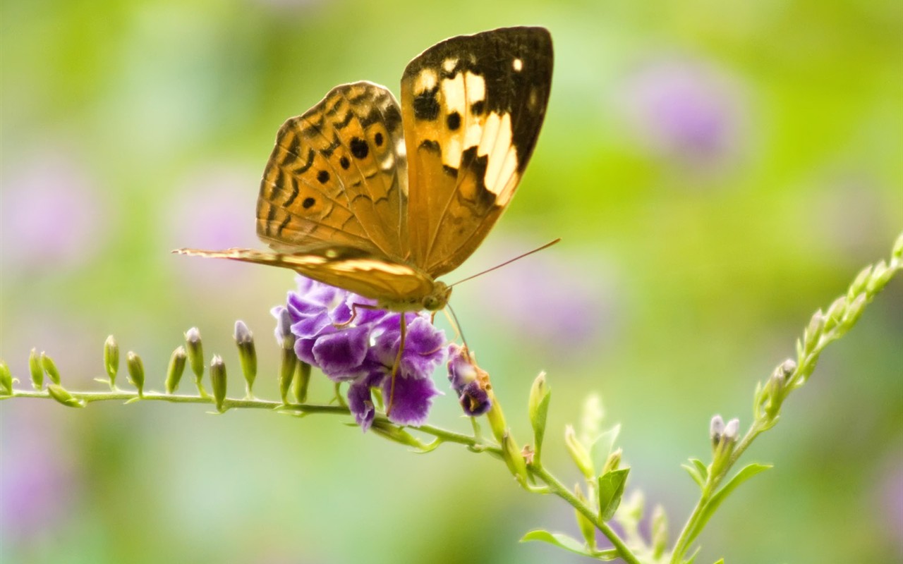 Fondo de pantalla de fotos de mariposas (3) #27 - 1280x800