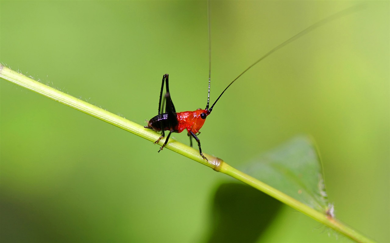 昆虫の壁紙特長 # - 1280x800