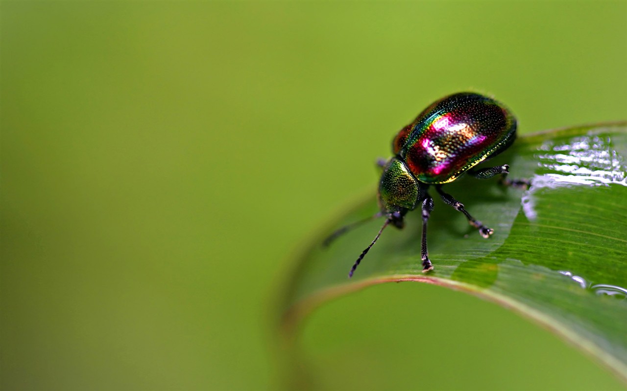 昆虫特写16,金龟子 - 1280x800