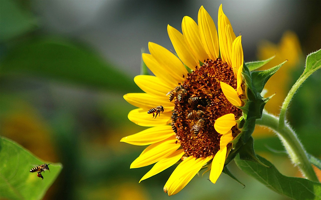Love Bee Flower Wallpaper (1) #1 - 1280x800