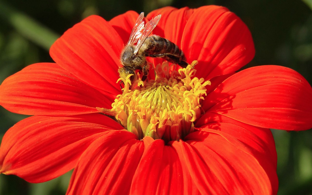 Láska Bee květin tapety (1) #3 - 1280x800