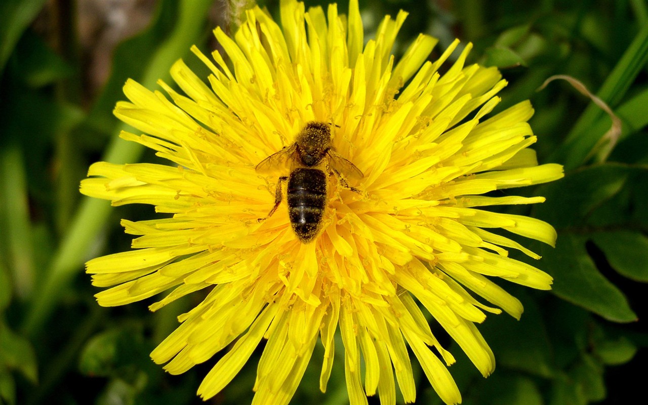 Láska Bee květin tapety (1) #5 - 1280x800