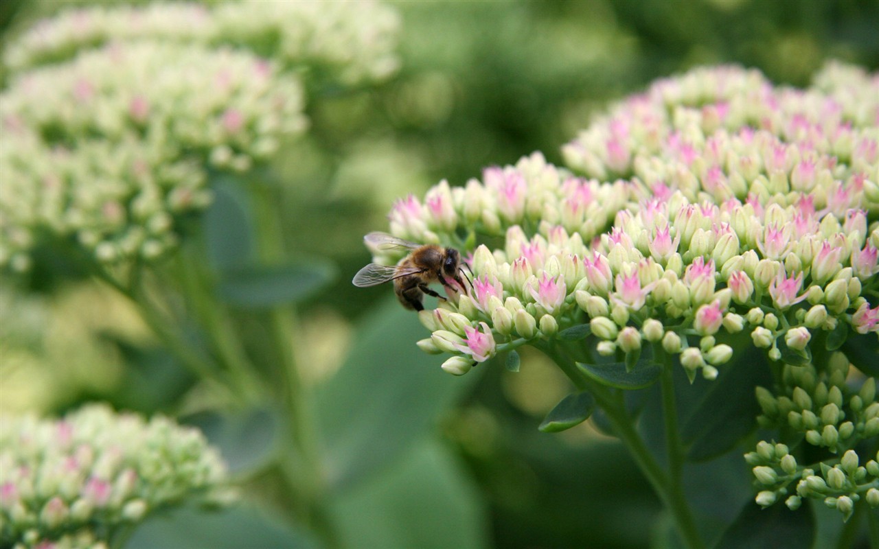 Láska Bee květin tapety (1) #6 - 1280x800