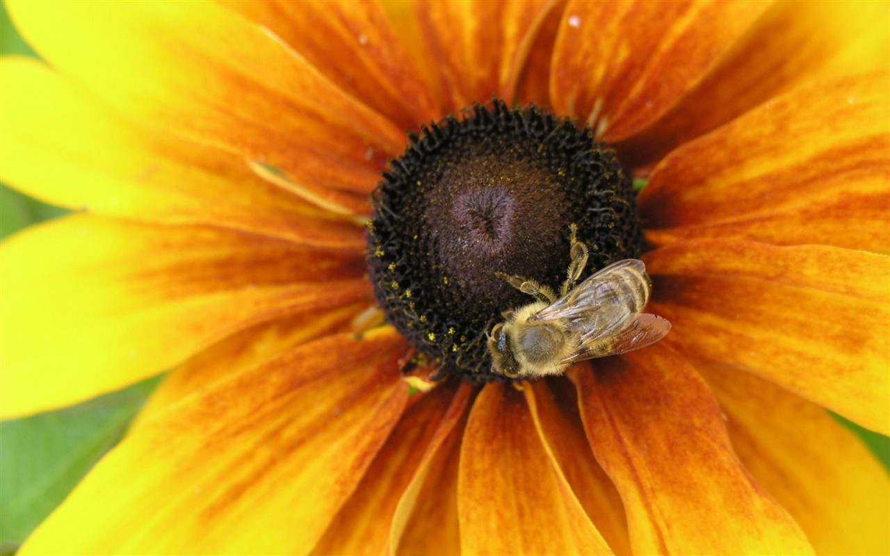 Láska Bee květin tapety (1) #7 - 1280x800