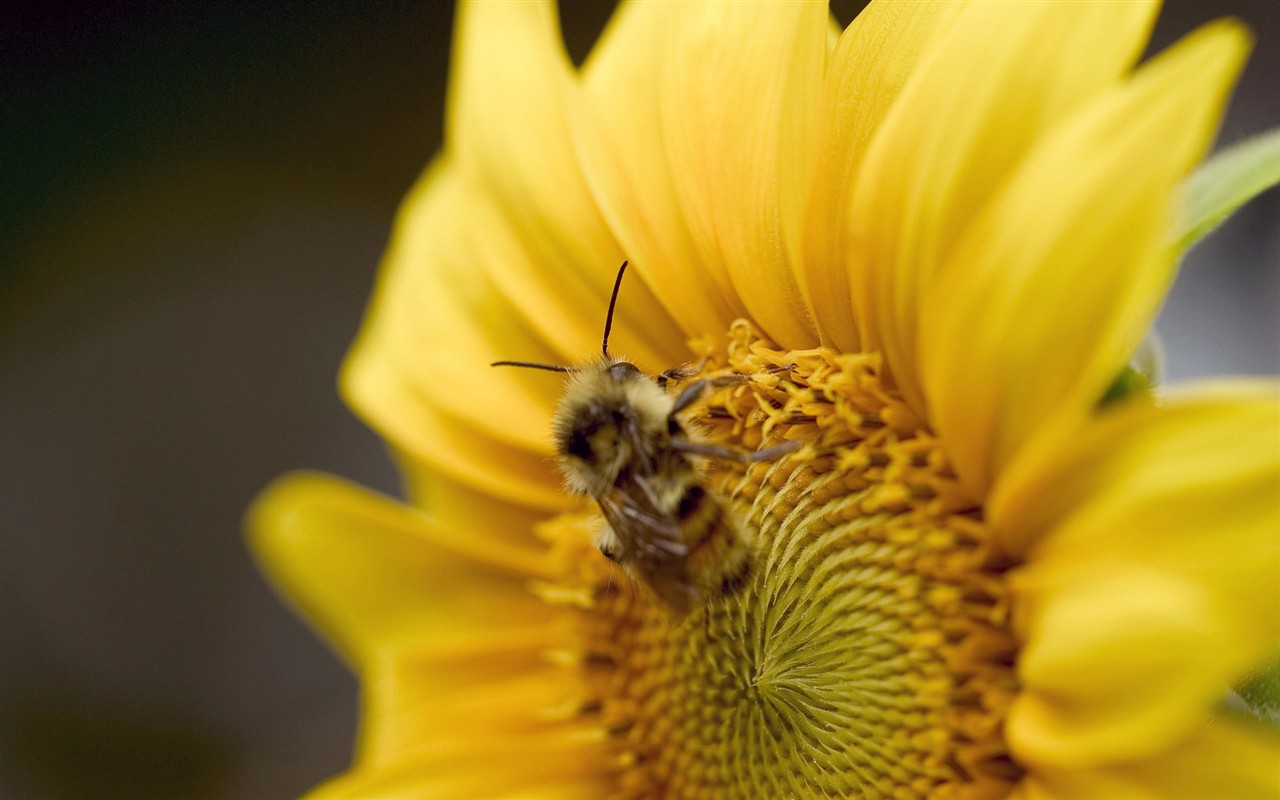 Láska Bee květin tapety (1) #8 - 1280x800