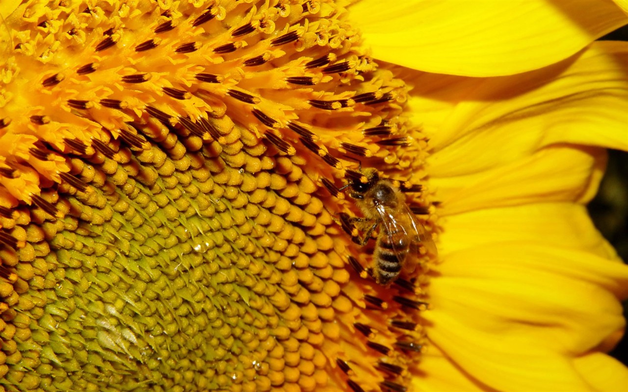 Love Bee Flower Wallpaper (1) #10 - 1280x800