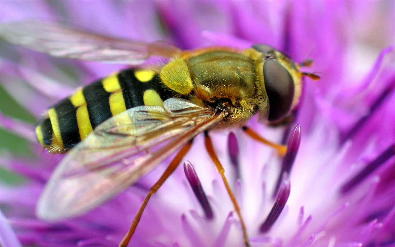 Láska Bee květin tapety (1) #14 - 1280x800