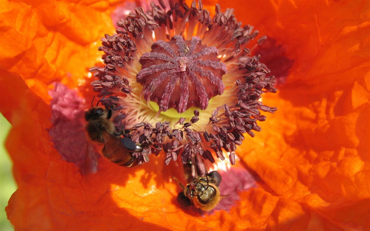 Láska Bee květin tapety (1) #15 - 1280x800