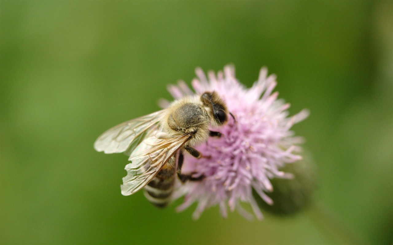 Láska Bee květin tapety (1) #17 - 1280x800