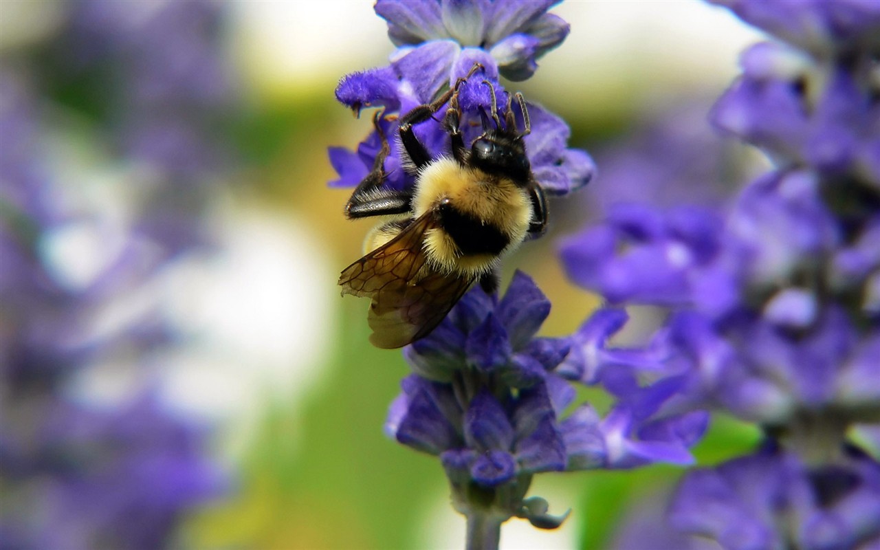 Láska Bee květin tapety (1) #19 - 1280x800